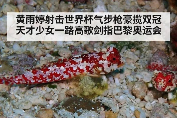 黄雨婷射击世界杯气步枪豪揽双冠 天才少女一路高歌剑指巴黎奥运会